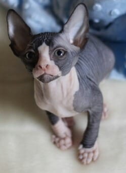 Molto bella e sani gattini Sphynx per adozione