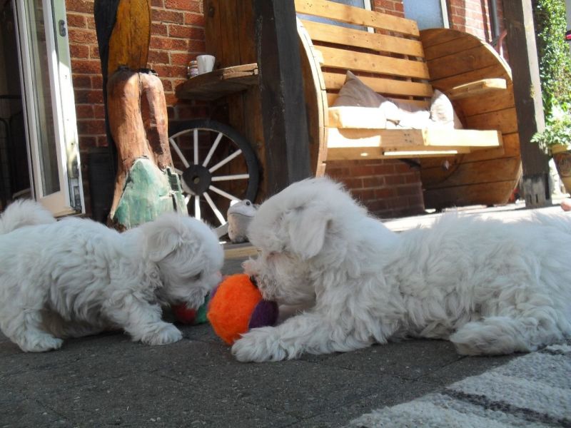 CUCCIOLI MALTESI Pronto ad andare in adozione !!!!!