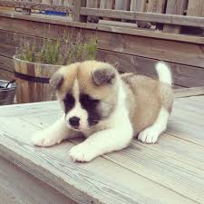 Abbiamo disponibili cuccioli di akita inu Maschietti e Femminucce.