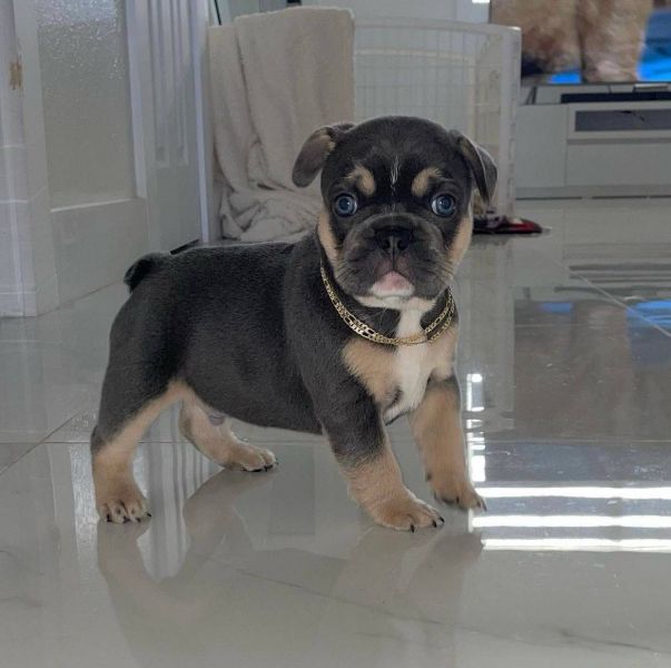  Regalo Meravigliosi cuccioli di bulldog francese  Casa cresciuto, salute garantita, vasino addestra