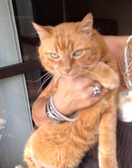 Gattone Rosso