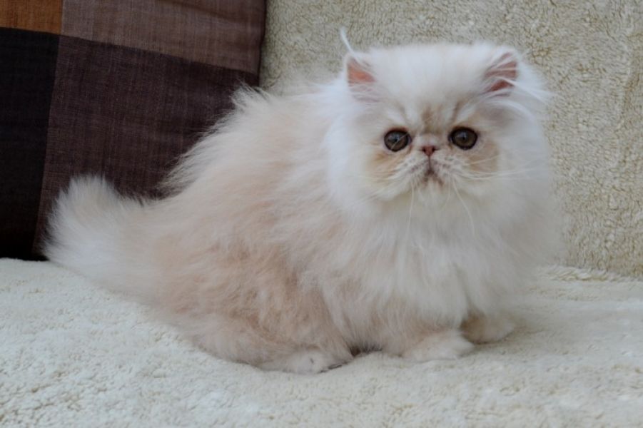 Belle gattini persiano