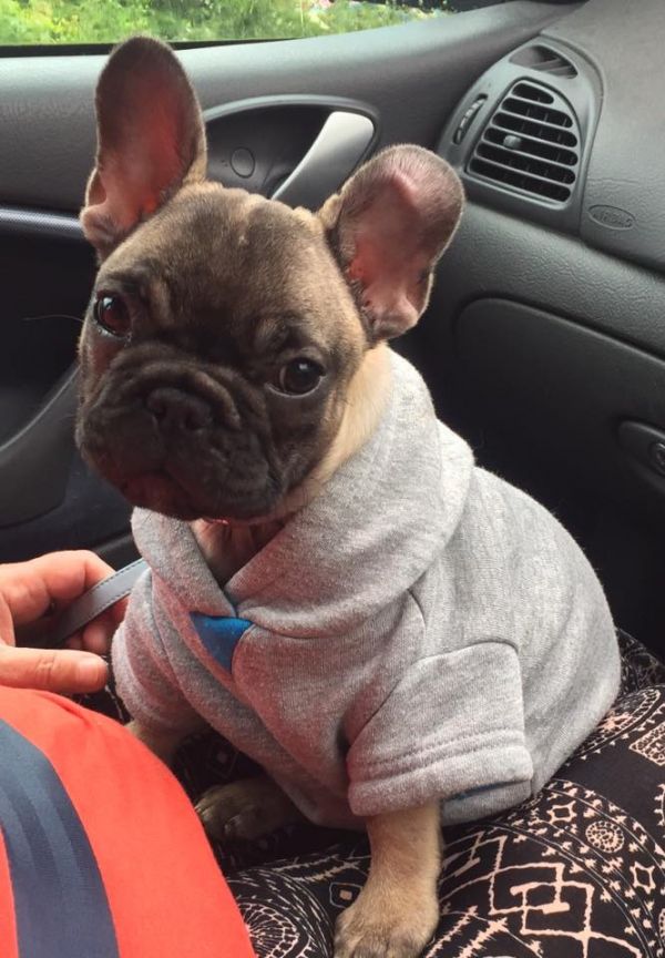 Sani maschio e femmina cuccioli di bulldog francese per adozione 