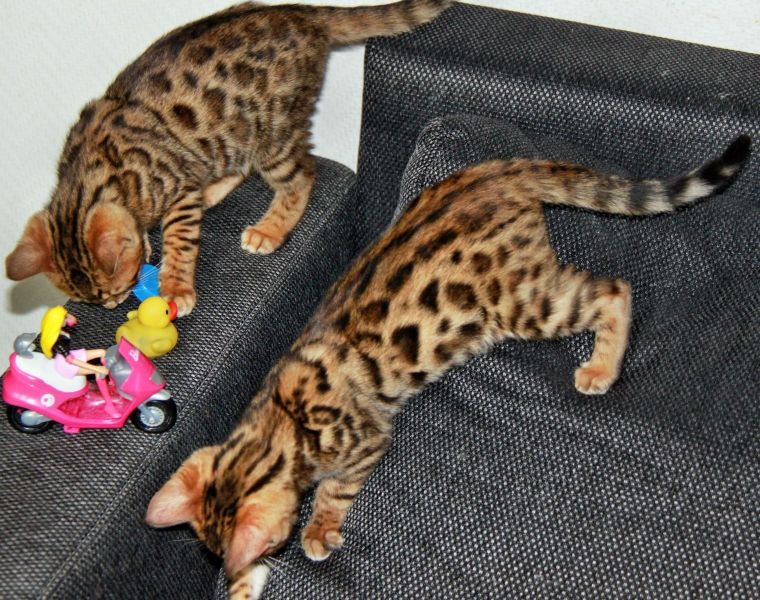Gattini di bengala  ( per regalo )