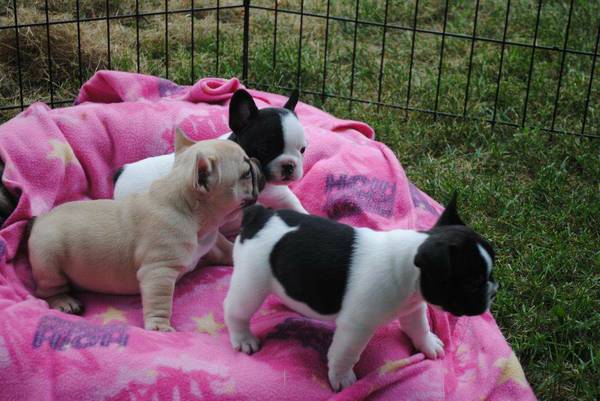 Bulldog - Bouledogue francese cuccioli bianchi e arancio 