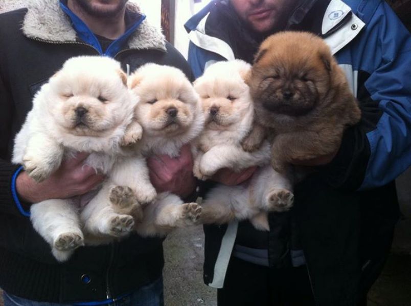 Molto bella e sani cuccioli di CHOW  CHOW per adozione maschi e femmine disponibili (gratis) 