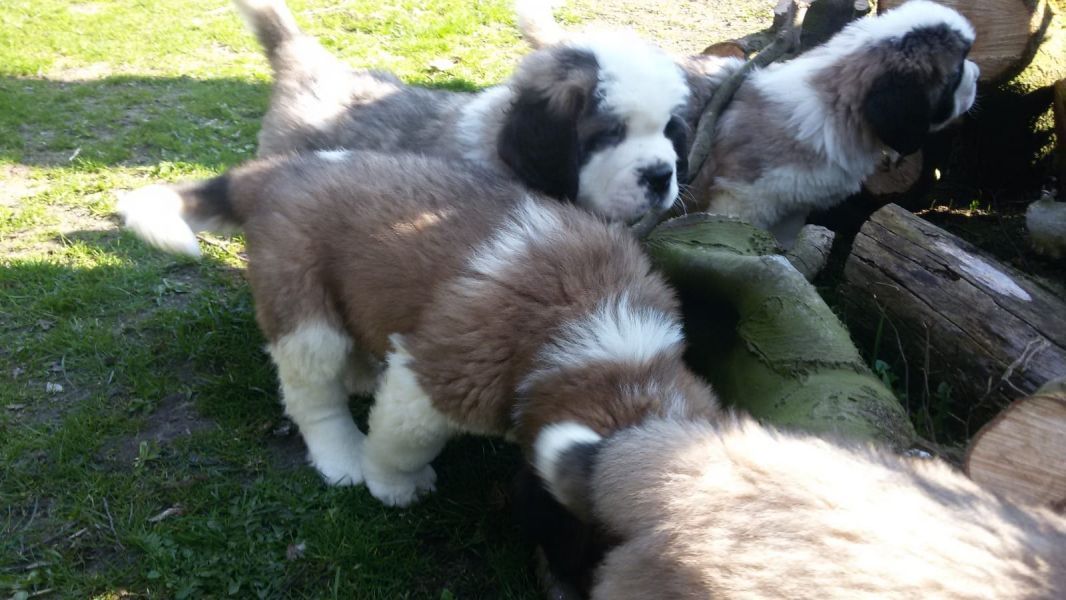  Molto bella e sani cuccioli di san bernardo per adozione maschi e femmine disponibili (gratis)