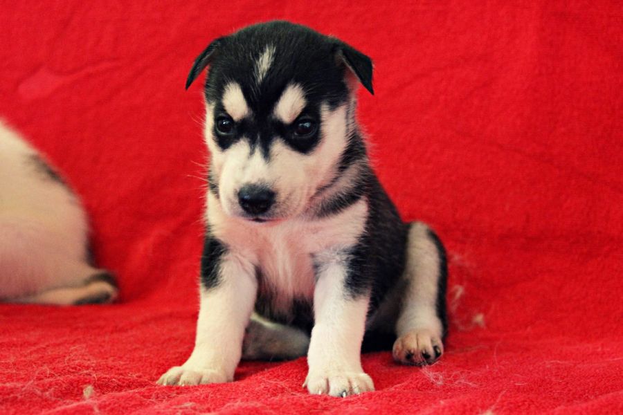 Molto bella e sani cuccioli di Sibarian husky  per adozione maschi e femmine disponibili (gratis) 
