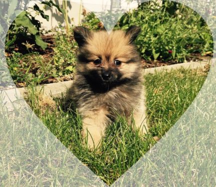   Regalo volpino di pomerania italiano CUCCIOLI  Adorabili volpino di pomerania cuccioli femminucce 