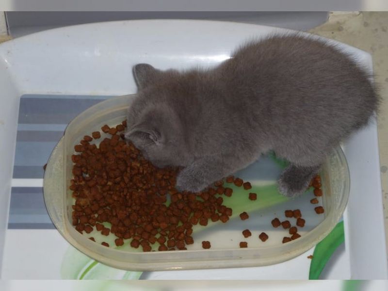 British shorthair blu