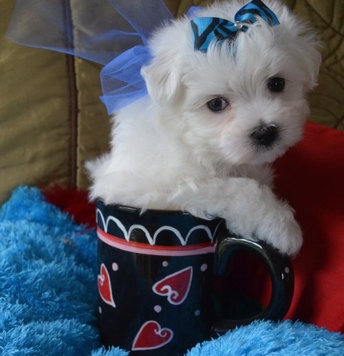 Voglio ri-casa il mio cucciolo di maltese toy  di pura razza 