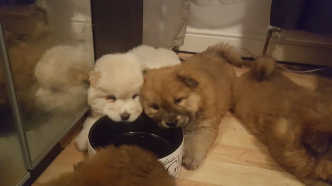  adorabili cuccioli di chow chow in regalo