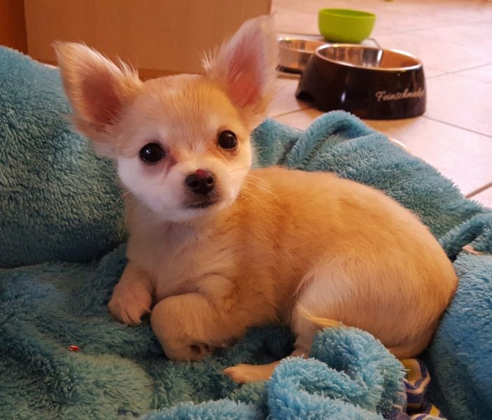Molto bella e sani cuccioli di chihuahua per adozione maschi e femmine disponibili (gratis) 