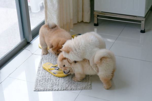 �Regalo cuccioli chow chow  