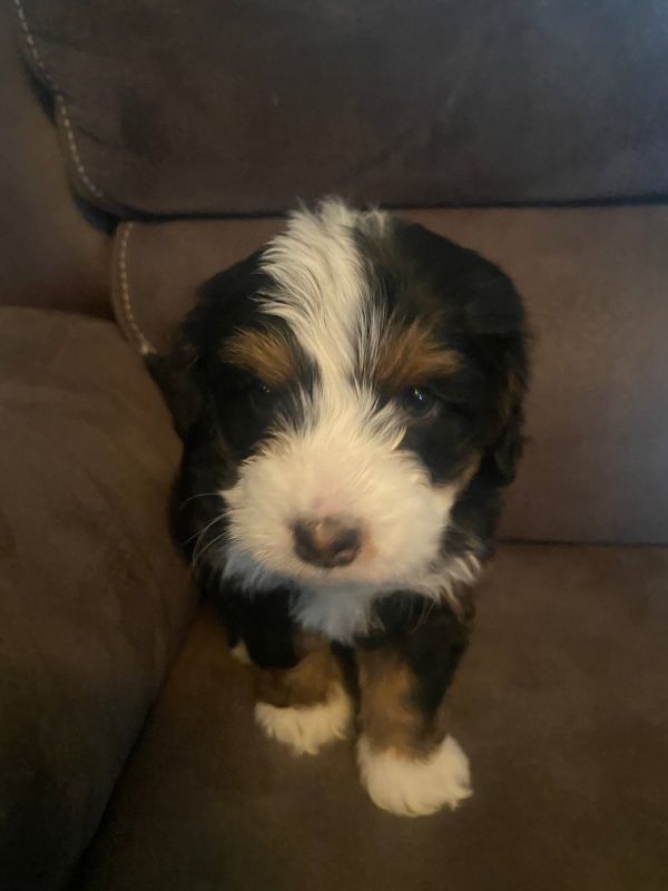 Disponibili cuccioli di Bernedoodle in miniatura  E-MAIL (marieiris783@gmail.com)