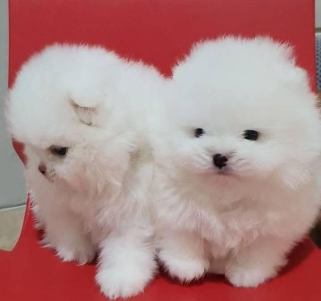 Spitz Tedesco nano Detto Volpino di Pomerania Toy
