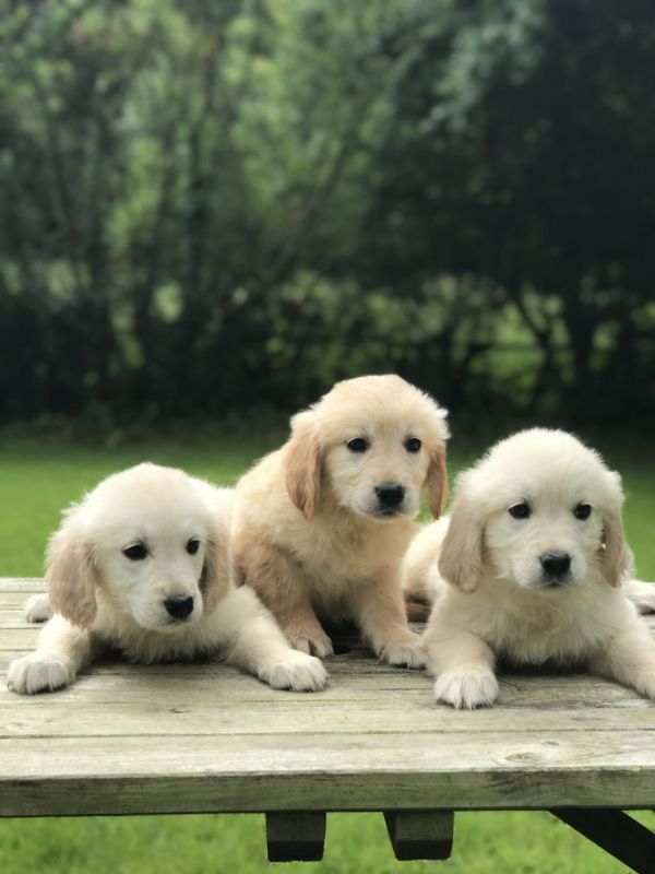Regalo Cuccioli di Golden retriever in pronta consegna i cuccioli verranno Dato dopo 90 giorni dalla