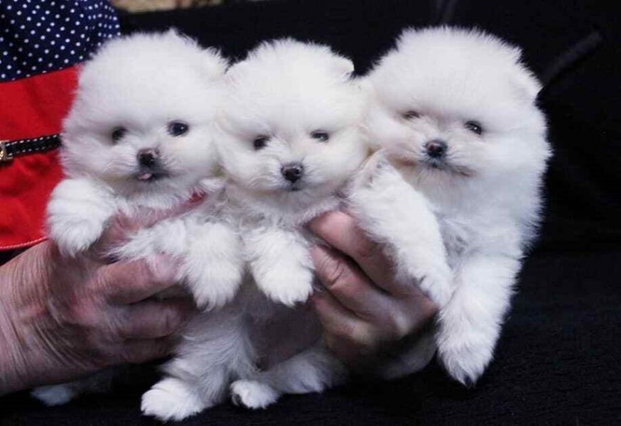 Volpino di pomerania, Spitz tedesco nano. Milano 4