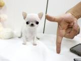 Tre cuccioli di chihuahua mini