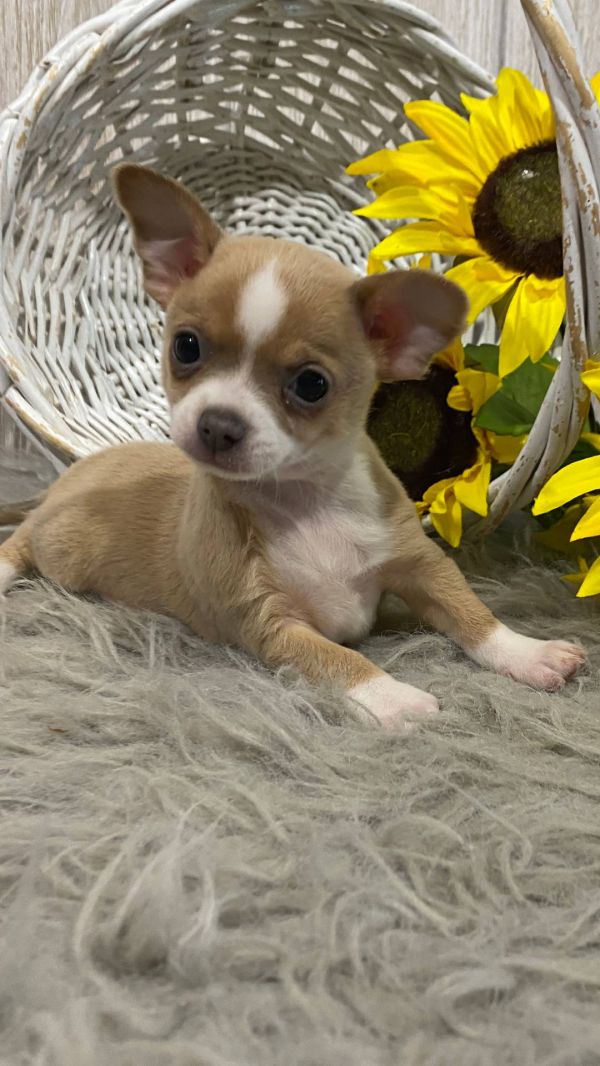   Chihuahua cuccioli introvabili cuccioli di Chihuahua intelligenti e dolcissimi attaccati al padron