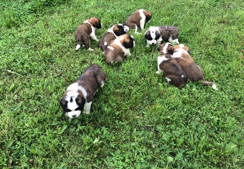  cuccioli di CHOW  CHOW  per adozione ( regalo )