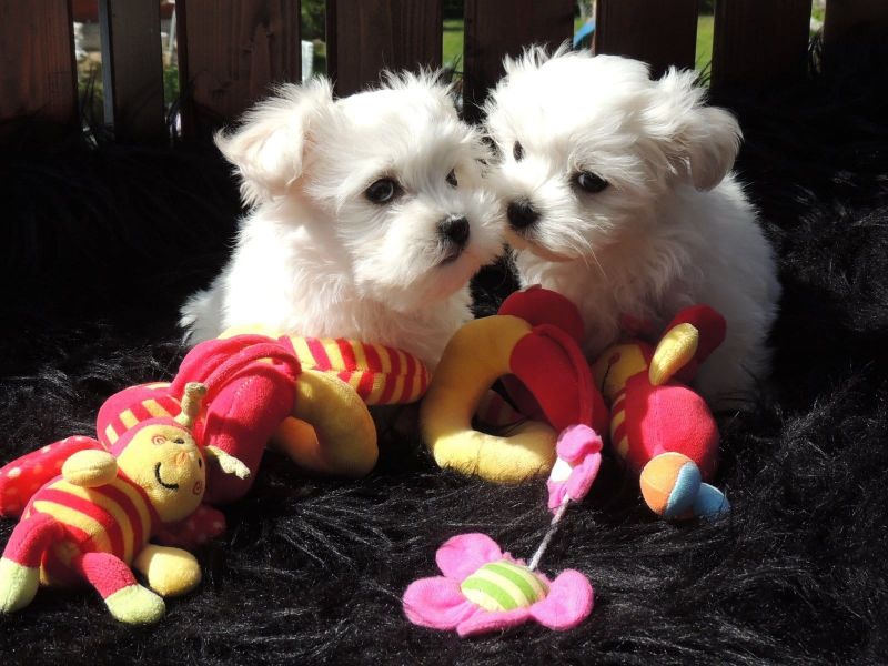Dolce cuccioli di  maltese toy  in cerca di una nuova casa.