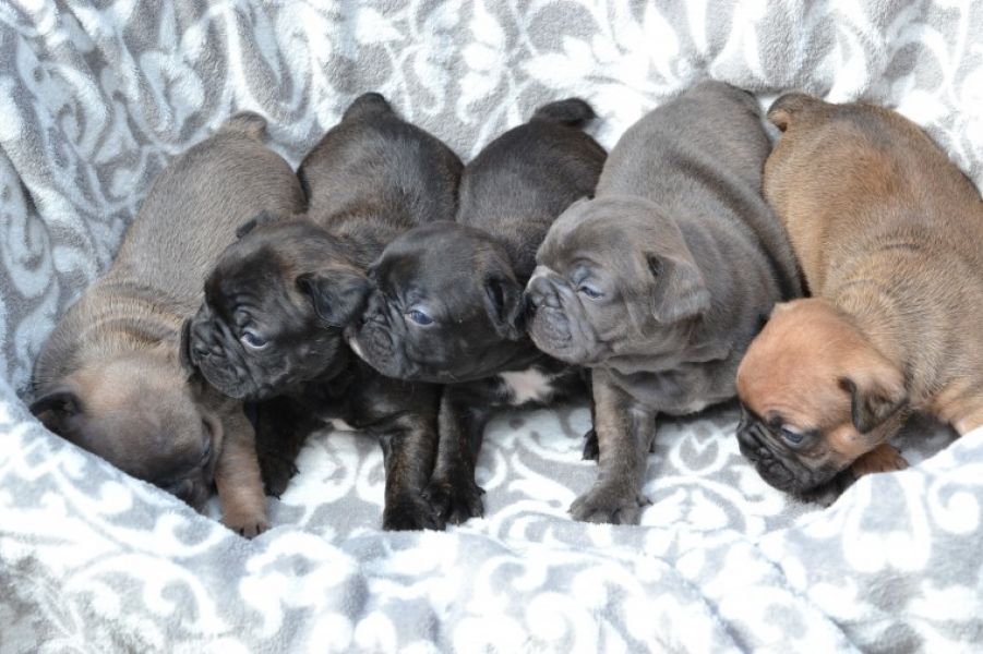 REGALO Cuccioli di Bulldog Francese
