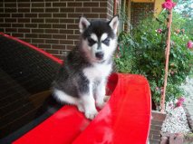 Disponibili cuccioli di SIBERIAN HUSKY