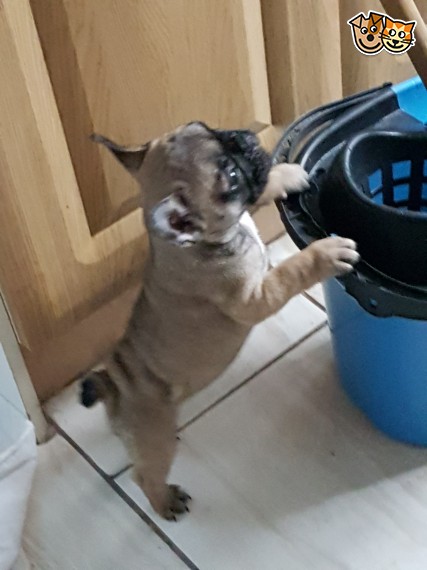 Regalo Cuccioli di Cane a Bulldog Francese