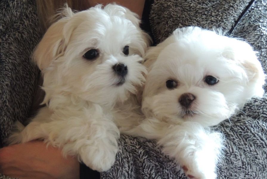 Dolce cuccioli di  maltese toy  in cerca di una nuova casa.