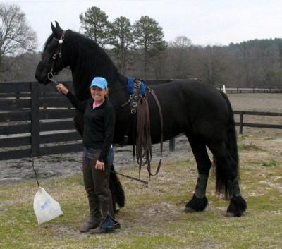 Bella Frisone Cavallo gratuitamente adozione