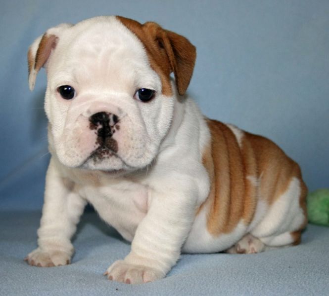 regalo cuccioli di bulldog inglese disponibili per l'adozione