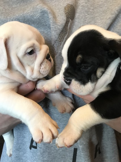 Cuccioli di bulldog inglese maschi e femmine disponib