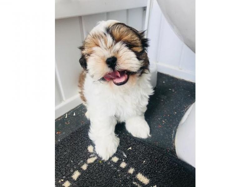 Fantastici piccoli cuccioli di shih disponibili per natale.