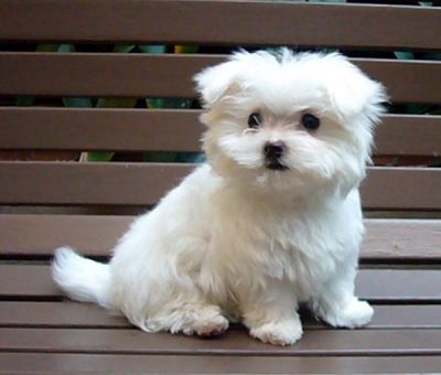 Due cuccioli  bella maltese per l'adozione