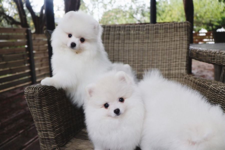 Cuccioli di Pomerania in vendita