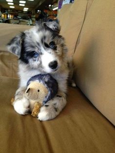 Cuccioli di AUSTRALIANO PASTORE  per adozione ( maschio e femmina )