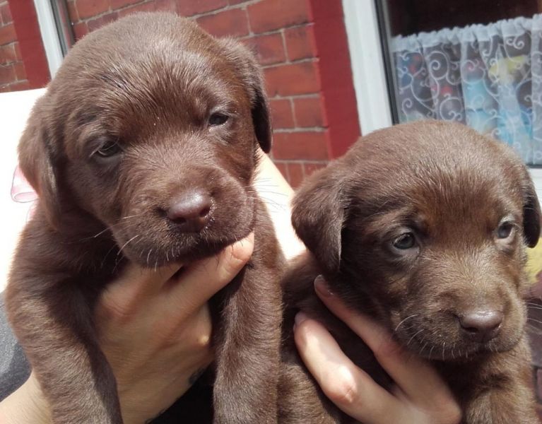 Regalo Labrador