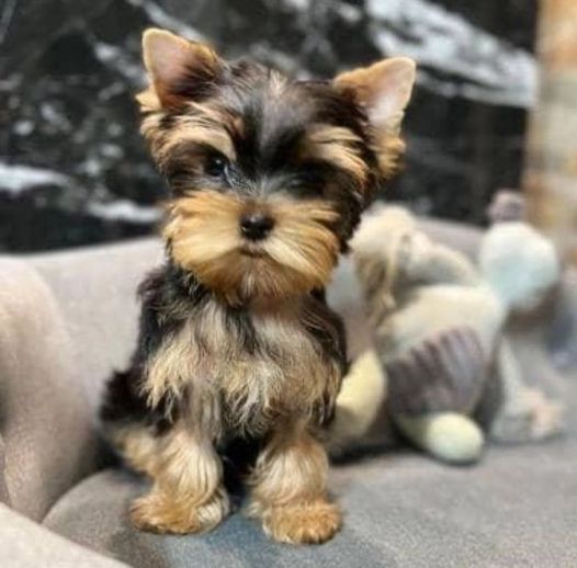 Piccoli cuccioli di Yorkie di razza pura