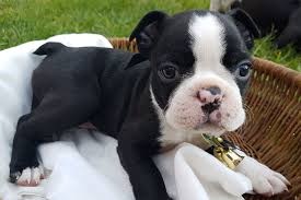 Regalo Boston Terrier tutti miei nati in casa da genitori sempre di mia propriet� e tranquillamente 