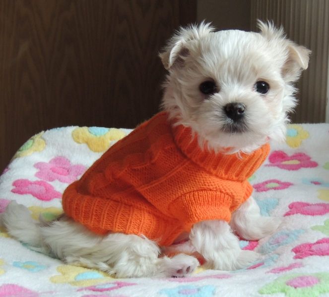 Molto bella e sani cuccioli di micro maltese per adozione maschi e femmine   disponibili (gratis)