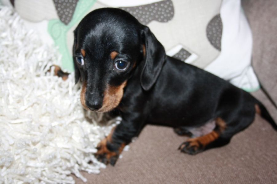   Regalo adorabili cuccioli Dobermann femminucce e maschietti