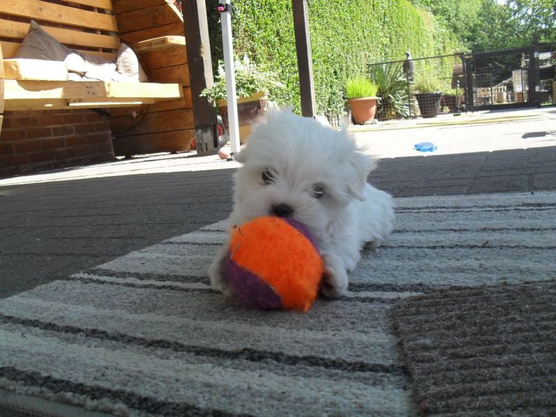 CUCCIOLI MALTESI Pronto ad andare in adozione !!!!!