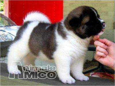 ~~~bellissimi cuccioli di akita inu REGALO.