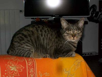 Chicco micio tigrato cerca casa
