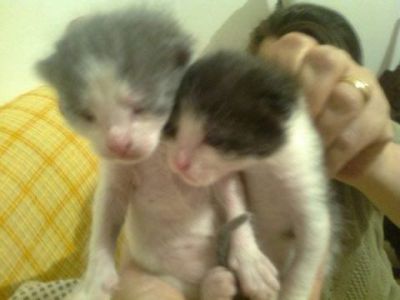 Gattini cuccioli Busto Arsizio zona Beata Giuliana