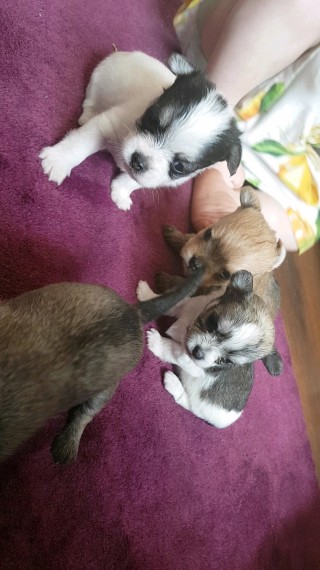REGALO  cuccioli di shorkie per l'adozione