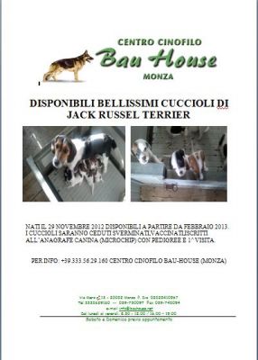 Ciccioli di Jack Russell di piccola taglia