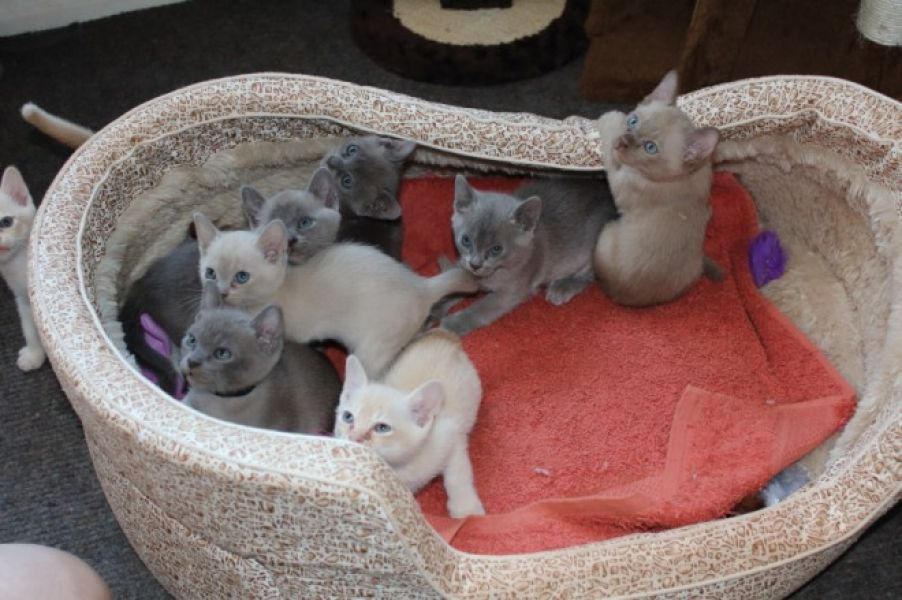 Adorabili gattini burmese Adorabili gattini burmese, i genitori registrati hanno 3 gattini disponibi