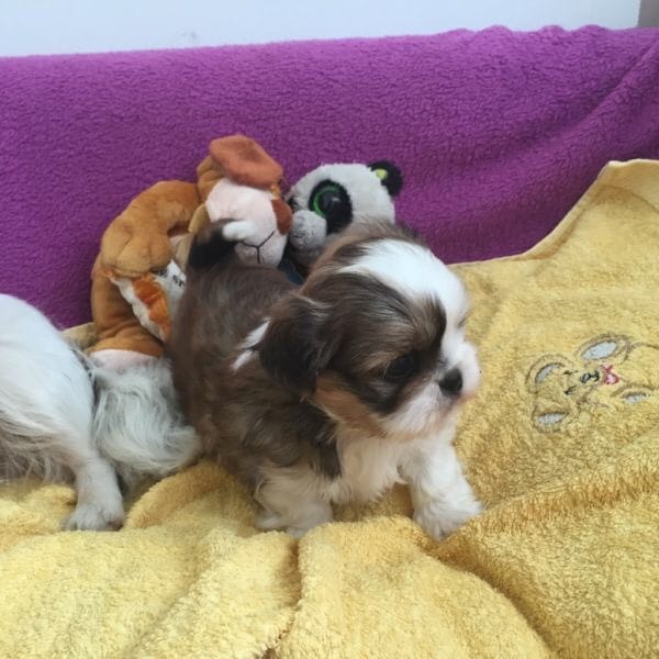  regalo cuccioli di Shih Tzu disponibili per l'adozione